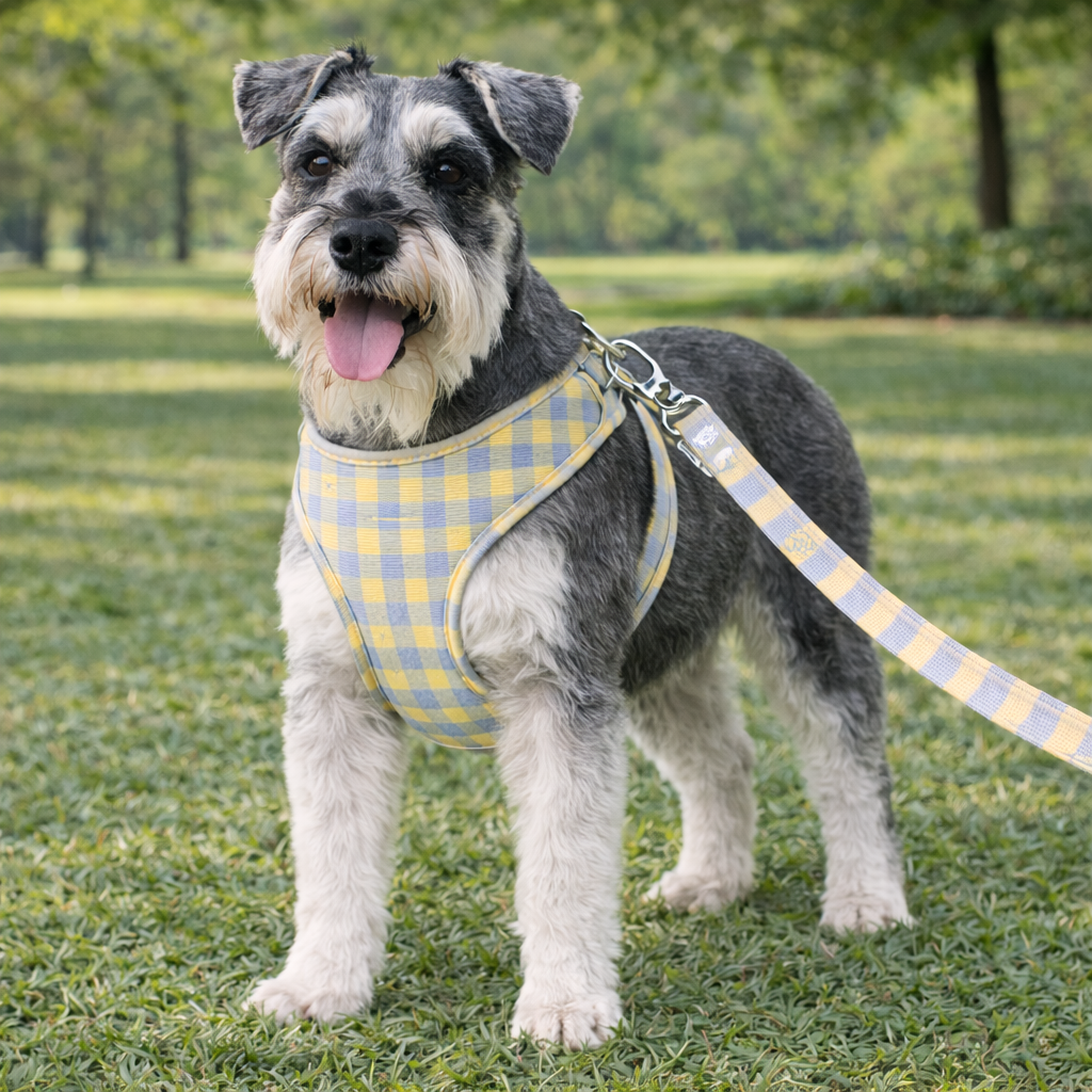 Arnes y Correa Jasper