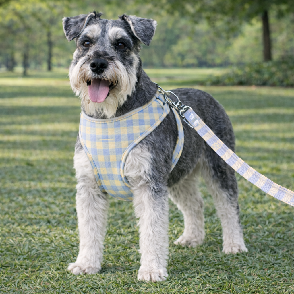 Arnes y Correa Jasper