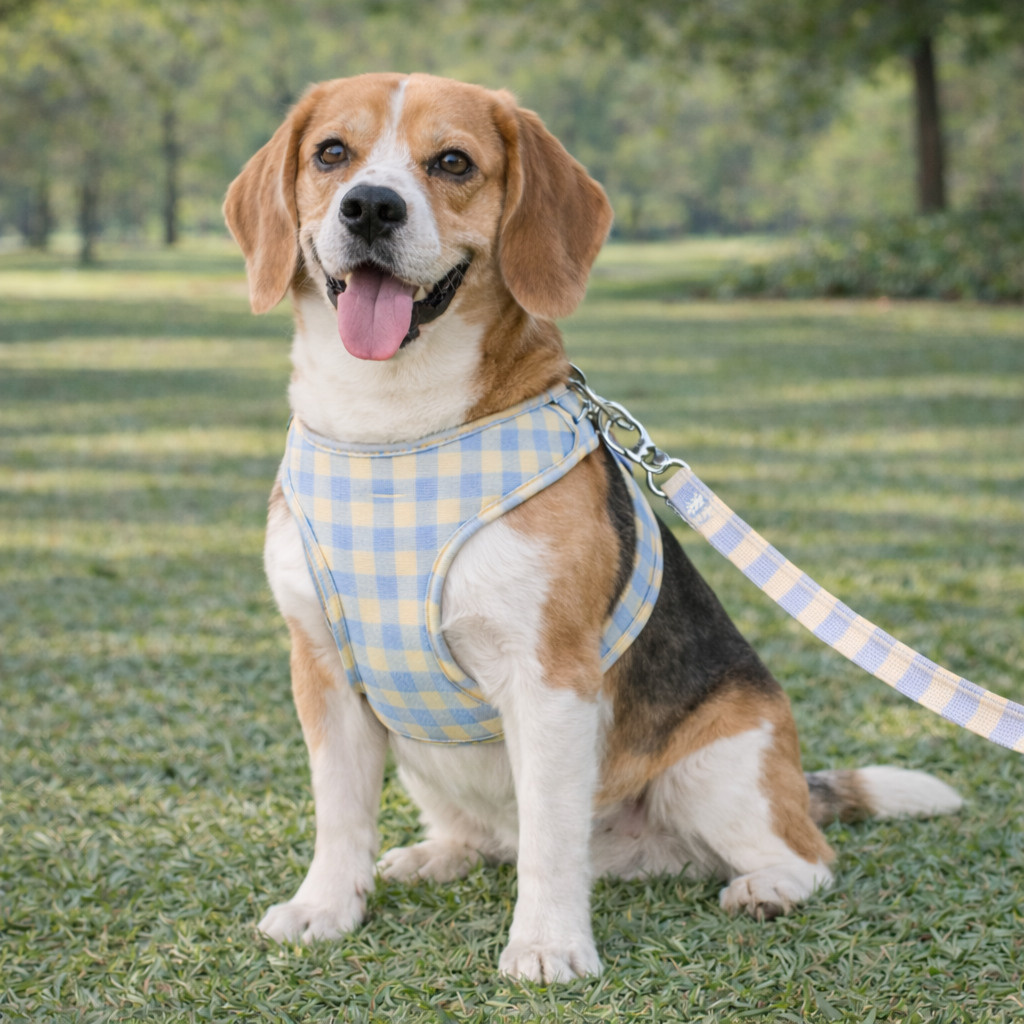 Arnes y Correa Jasper